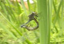 Orthetrum coerulescens ©  S. Beshkov